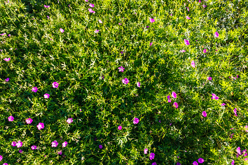 Geranium Sanguineum flower plants bloom in the summer garden.