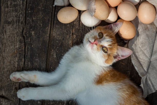 istock cat looking camera, organic eggs wooden table background Food Rustic Still Life sack bag wicker basket chicken feathers linen napkin countryside Investment Concept easter  space text Top view 1413648923