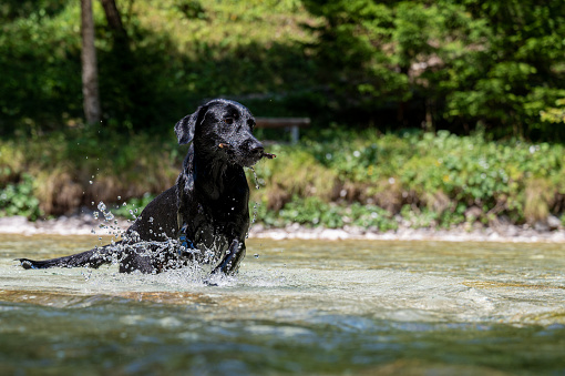 Beautiful wet labrador retriever dog running in the river with a stick in her mouth.