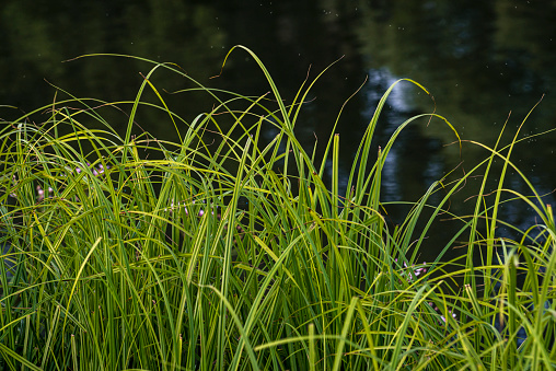 carex elata, Grashalme (syn. stricta), Tussock sedge grass near fiver nistru Moldova Dniester, Alliums Typha. rush (Butomus umbellatus)