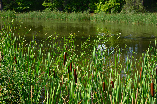 reeds with green grass on the edge of lake in the forest