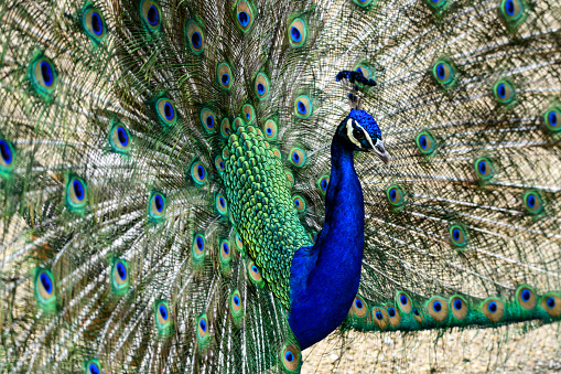 A closeup of a beautiful peacock in sunlight