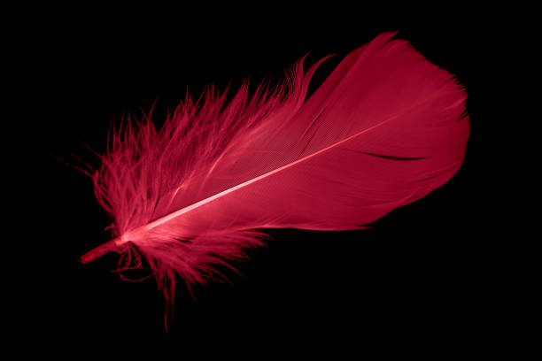 istock a red goose feather on a black isolated background 1413651510