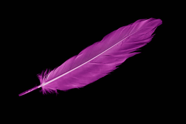 istock violet feather goose on a black isolated background 1413651512