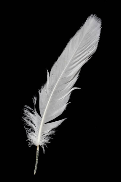 istock white feather of a goose on a black background 1413651519