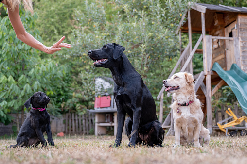 Female canine trainer showing a hand gesture to her three dogs, labrador retrievers and a mixed breed, sitting on command.