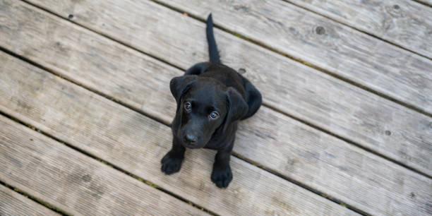 Adorable black labrador puppy sitting on wooden floor looking up stock photo