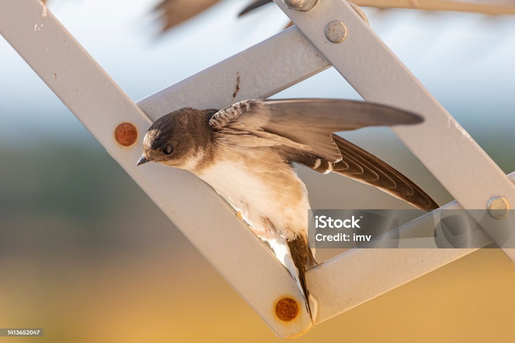Barn swallows (Hirundo rustica) close up in my window. Resting on my clothes rack Barn swallows (Hirundo rustica) in my window, a warm day in summer, Birds overheated. Animal Stock Photo