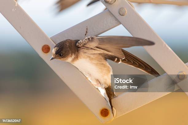 Barn Swallows Close Up In My Window Resting On My Clothes Rack Stock Photo - Download Image Now