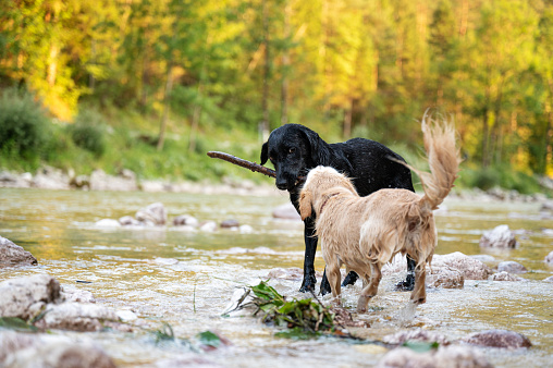 Two friendly dogs playing with a stick by the river in beautiful summer nature.