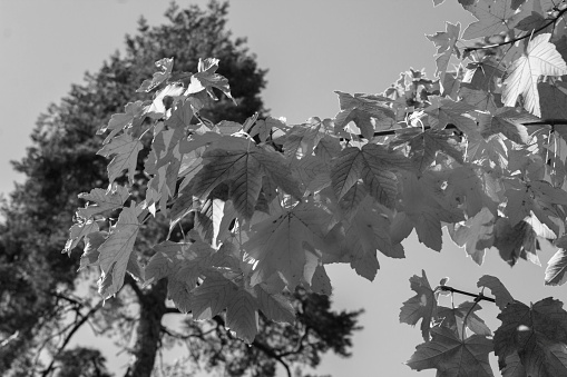 A large elm tree from below - greyscale or monochromatic version.