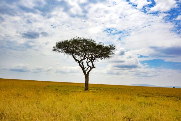 istock Landscape in the Maasai Mara, Kenya 1413653145