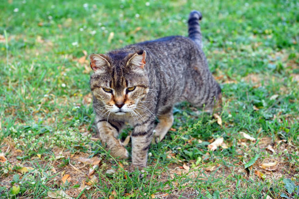 istock young cat on the meadow 1413653279
