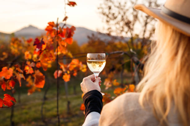 woman examining white wine in wineglass through sunlight during sunset - wine glass white wine wineglass imagens e fotografias de stock