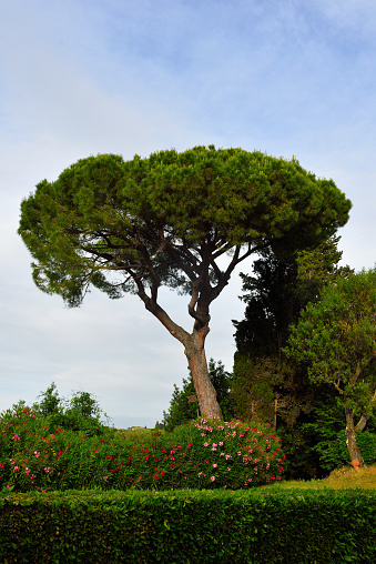 tree on the hills of Peccioli tuscany Italy