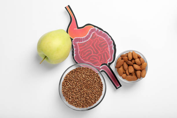 istock Gastrointestinal tract model and products to help digestion on white background, top view 1413654369