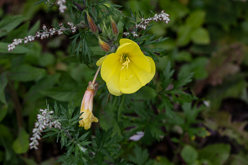 Natural floral background with focus in the foreground, blooming flowers.