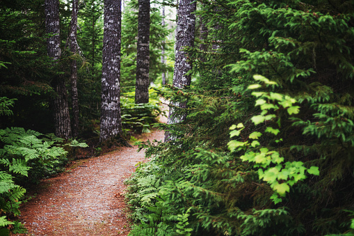 A trail leads through forest in a National Park.