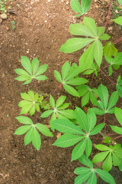 istock top view of cassava or manihot plants cultivation 1413654792