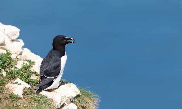 istock Close up of a Razorbill against clear blue background 1413655861