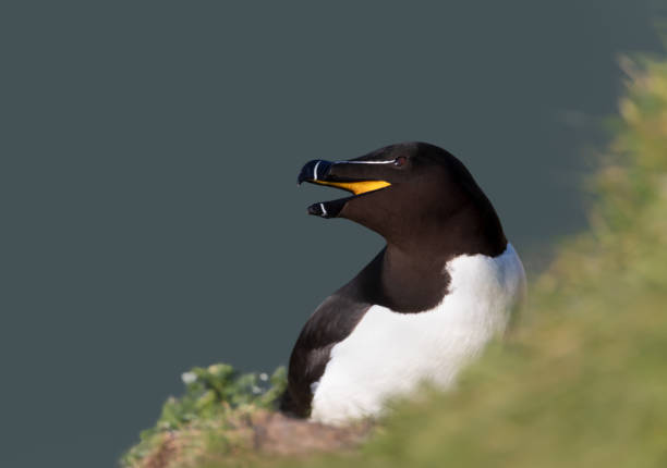istock Close up of a Razorbill with an open beak on the cliff edge 1413656109