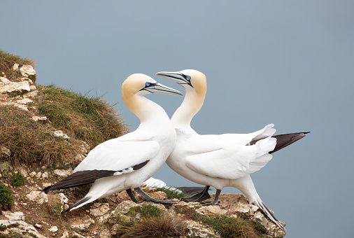 Close up of bonding Northern gannets (Morus bassana) on a cliff by the North sea, Bempton cliffs, UK.