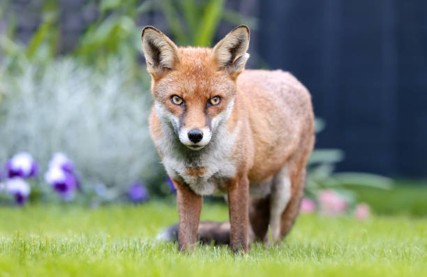 istock Close up of a Red fox (Vulpes vulpes) in a garden 1413656347