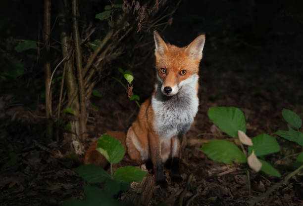 istock Close up of a Red fox (Vulpes vulpes) in forest 1413656454