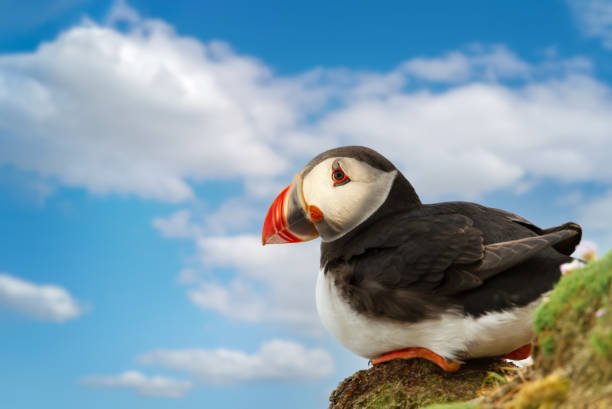 istock Close up of Atlantic puffin against blue sky 1413656551