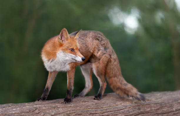istock Close up of a Red fox on a tree in a forest 1413656579