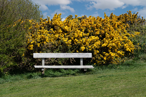 Wooden bench in a nature reserve with blossoming gorse bush next to it.