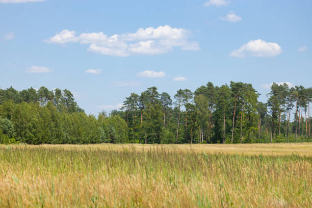 istock Typical summer landscape in the village, field, trees and sky 1413656953