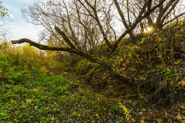 istock autumn forest. Beauty  autumn nature 1413657026