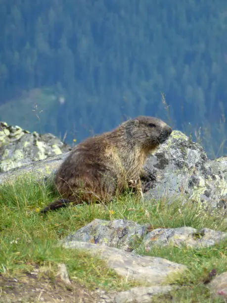 Marmot at Stubai high-altitude hiking trail, lap 8 in Tyrol, Austria
