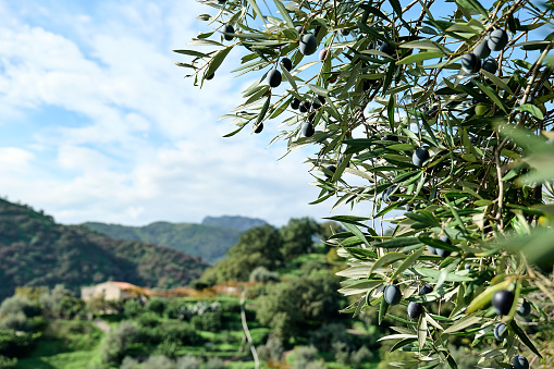 Olive branch with ripe fresh purple olives ready for harvest growing in mediterranean olive grove in Sicily, Italy. Olive trees garden, blurred mountains view and cloudy sky.