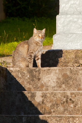 Beautiful young tabby cat sunbathing, sitting on front door staircase. Rianxo, A Coruña province, Galicia, Spain.