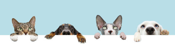 banner quattro animali domestici, appendendo le zampe appese in uno spazio vuoto in fila. isolato su sfondo pastello blu. - kitten color image cute feline foto e immagini stock