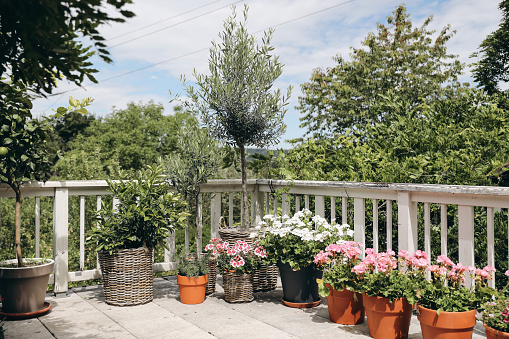 Summer terrace view in sunlight. Blooming potted geranium flowers, citrus and olive trees. Blurred green garden, yard background, white old shabby wooden railing, fence. Leisure, lifestyle concept.