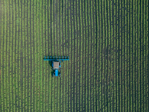 A tractor harrows a green field. Aerial view of farmer tractor ploughing in field. Tractor preparing land seedbed cultivator in spring