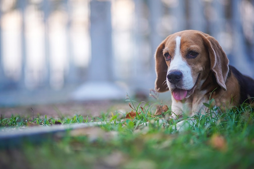 Portrait of a cute beagle dog sitting on the green grass on the sunny day.