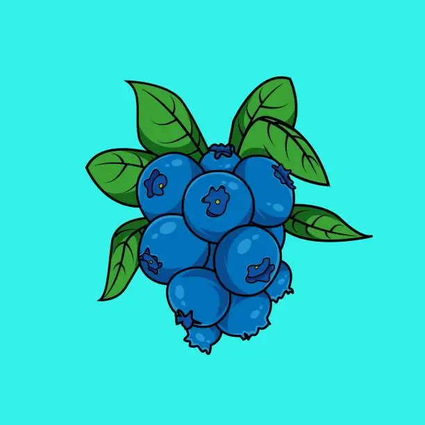 Vector illustration of blueberries