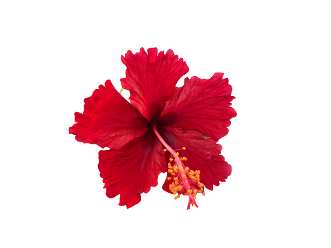 Red Hibiscus or popularly known as Bunga Raya in Malaysia isolated on a white background