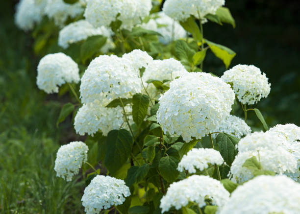 istock white hydrangea in the garden close-up 1413662249