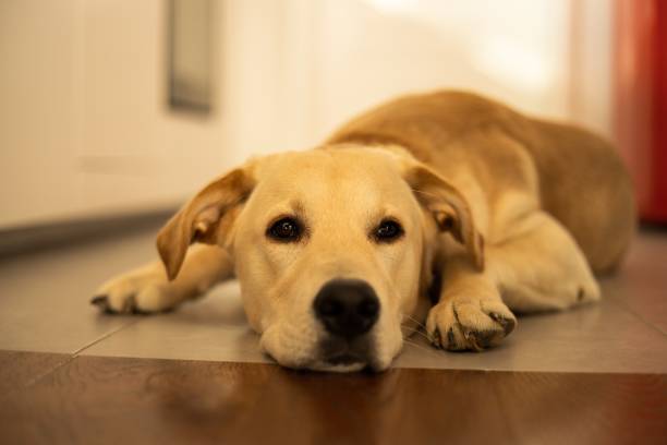 istock Cute golden retriever close up 1413662594