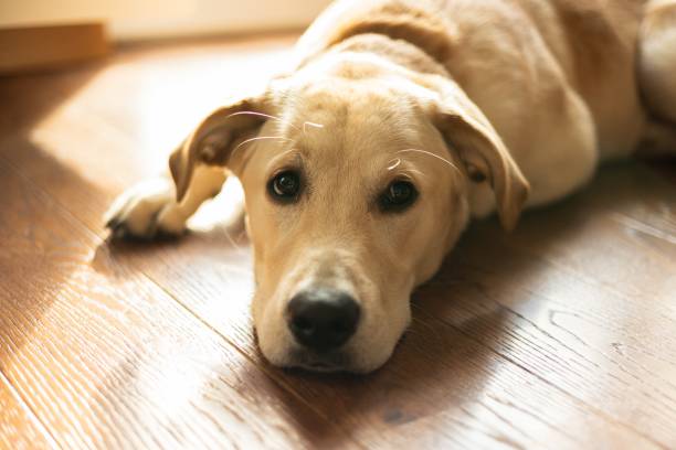 istock Cute golden retriever close up 1413662596