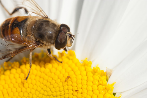 Extreme macro of the head of a bee in the heart of a camomile, top view, copy space