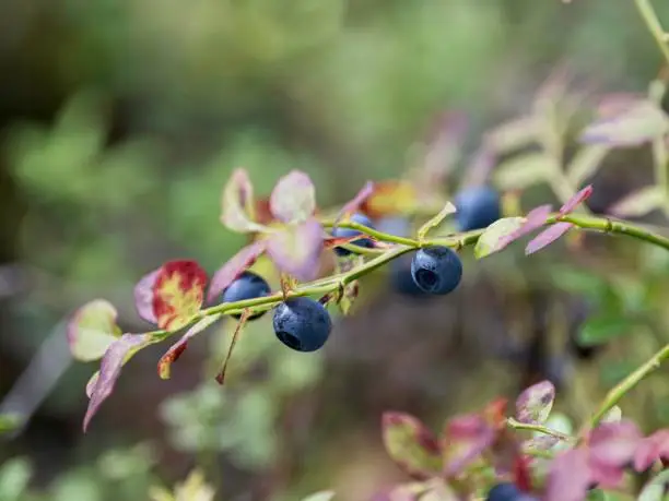 Photo of Close up of blueberries in the Wood