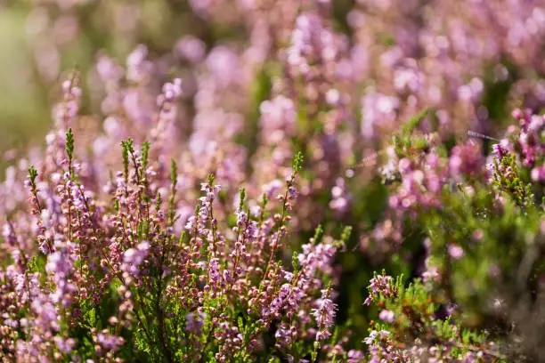 heather plant