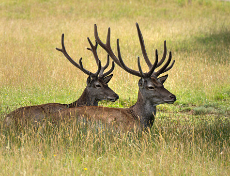 Two red deer lying in summer one behind the other in the tall grass