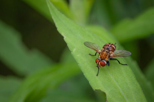 A Tachinid Fly enjoys the last rays of the sun on a leaf in the summer in the Laurentian Forest.